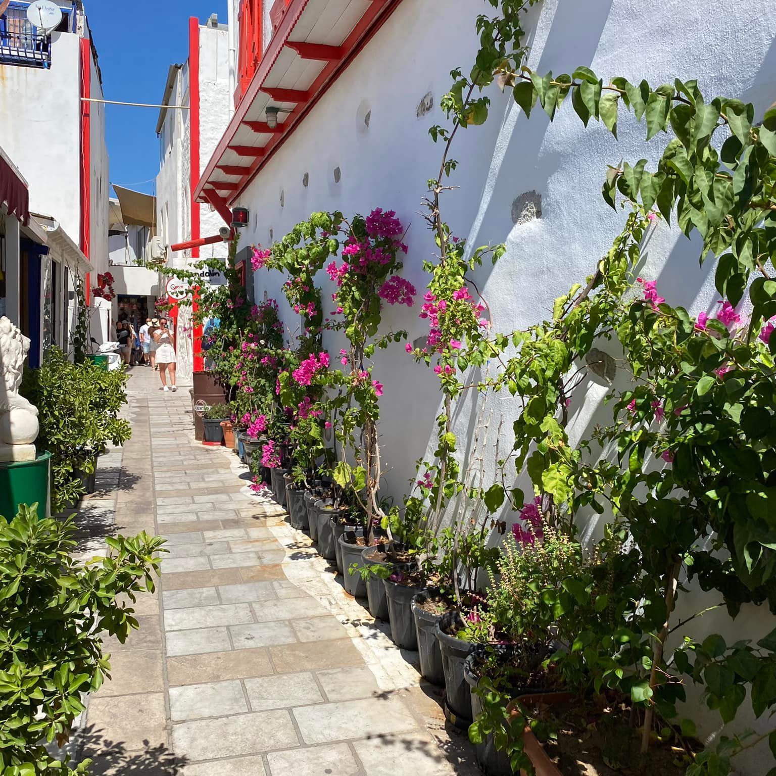 ძველი ვიწრო ქუჩა, სახლის კედელზე აყოლებული მცენარეებით