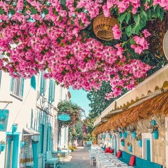 ვიწრო ქუჩა, ფონზე ვარდისფერ ყავილებიანი ხე. ალაჩათი, თურქეთი